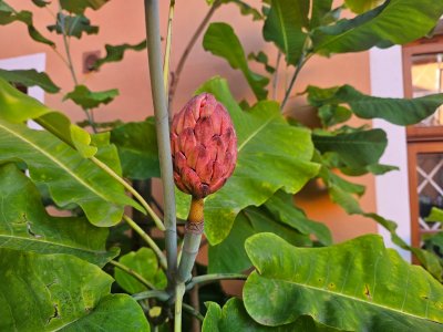 Magnolia macrophylla (2)